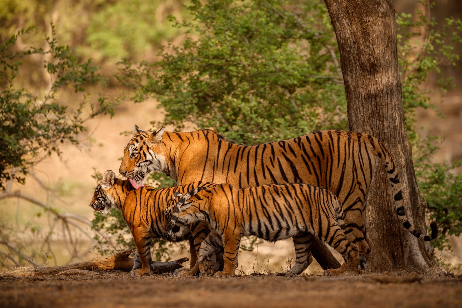 Wildlife India Hero